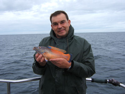 Cuckoo Wrasse