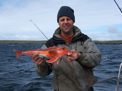 Tub Gurnard