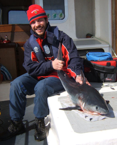 Porbeagle Shark