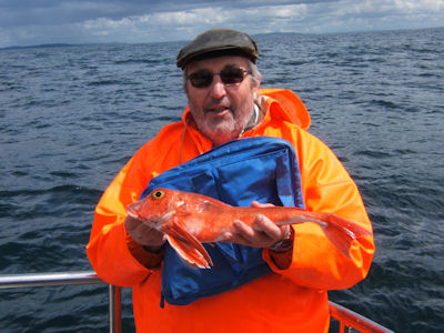 Specimen Red Gurnard