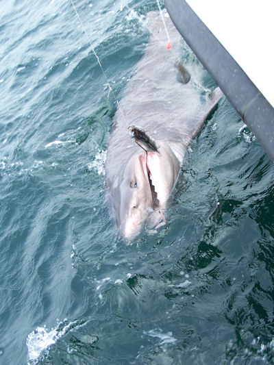 Six Gill shark