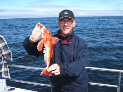 Red gurnard